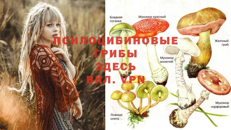 как найти закладки  Починок  Псилоцибиновые грибы Psilocybine cubensis 